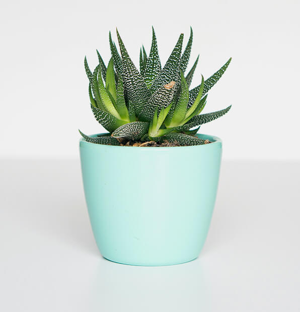 Follower Vase
